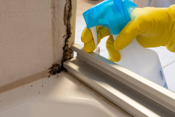 Best Emergency Mold Remediation in Vinings, GA