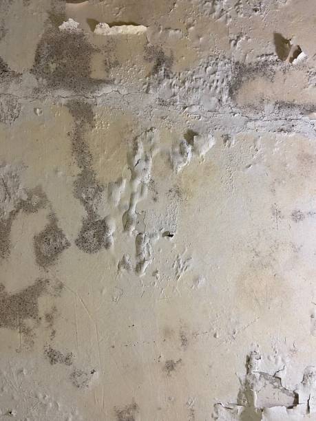 Best Attic Mold Remediation in Vinings, GA