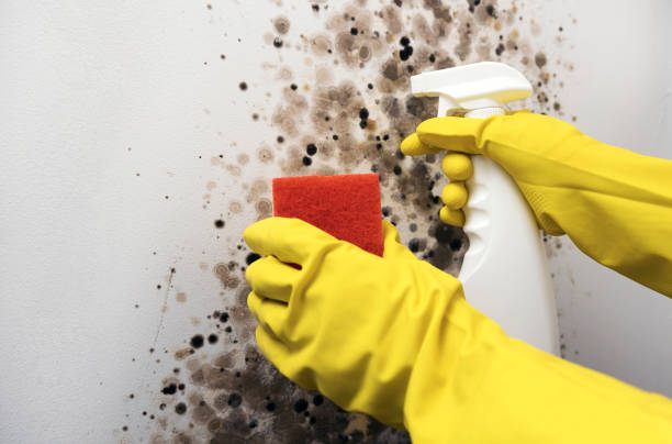 Best Basement Mold Remediation in Vinings, GA