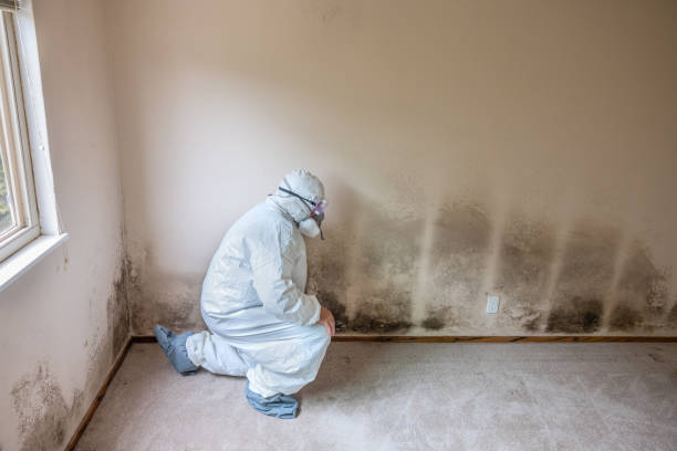 Best Post-Flood Mold Remediation in Vinings, GA