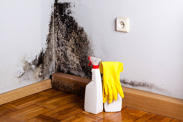 Best Basement Mold Remediation in Vinings, GA