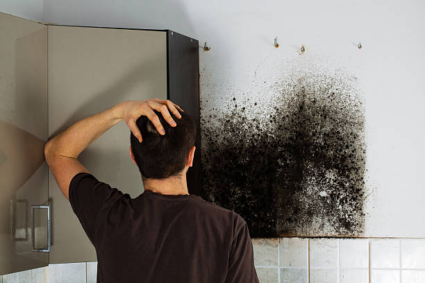 Best White Mold Remediation in Vinings, GA